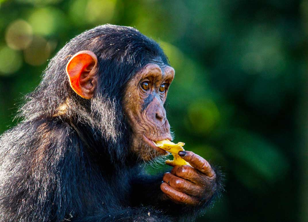 1-day-ngamba-island-chimp-tour