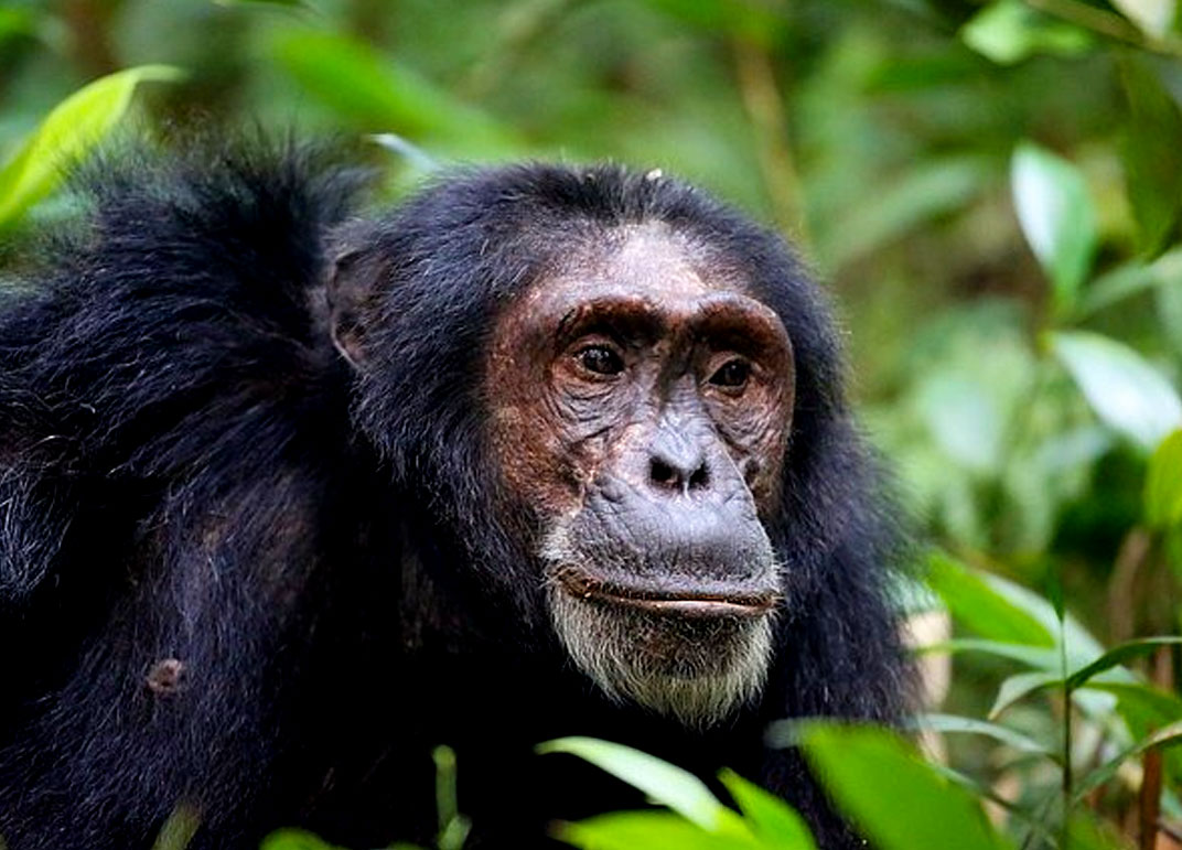 2-days-chimpanzee-tracking-kibale