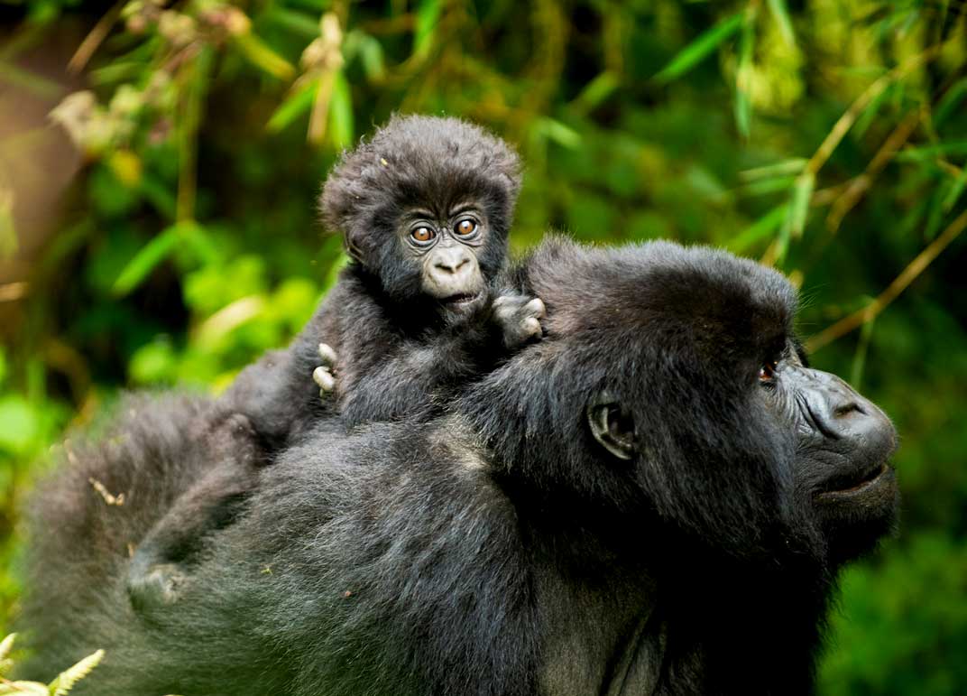 2-days-rwanda-gorilla-trekking-safari
