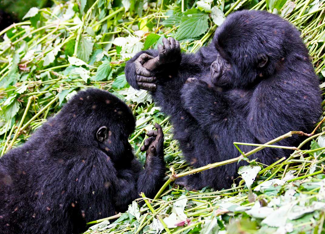 3-days-gorilla-trekking-bwindi-forest-tour