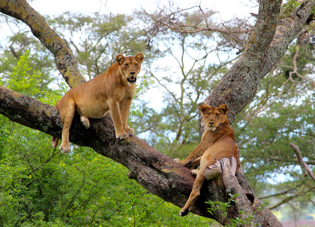3-days-queen-elizabeth-national-park-safari