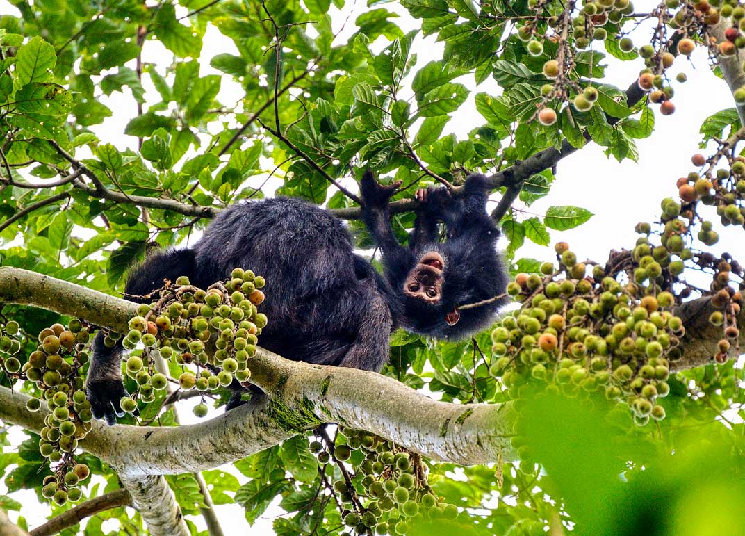 3-days-rwanda-chimpanzee-trekking-safari