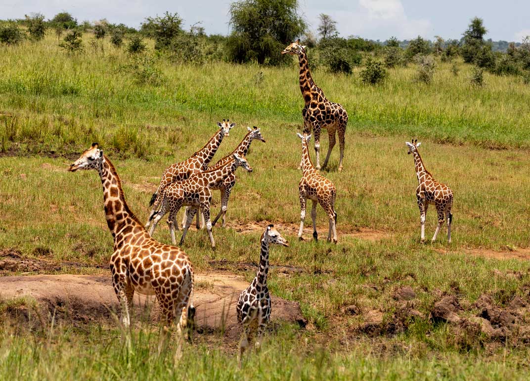 5-days-kidepo-wildlife-safari