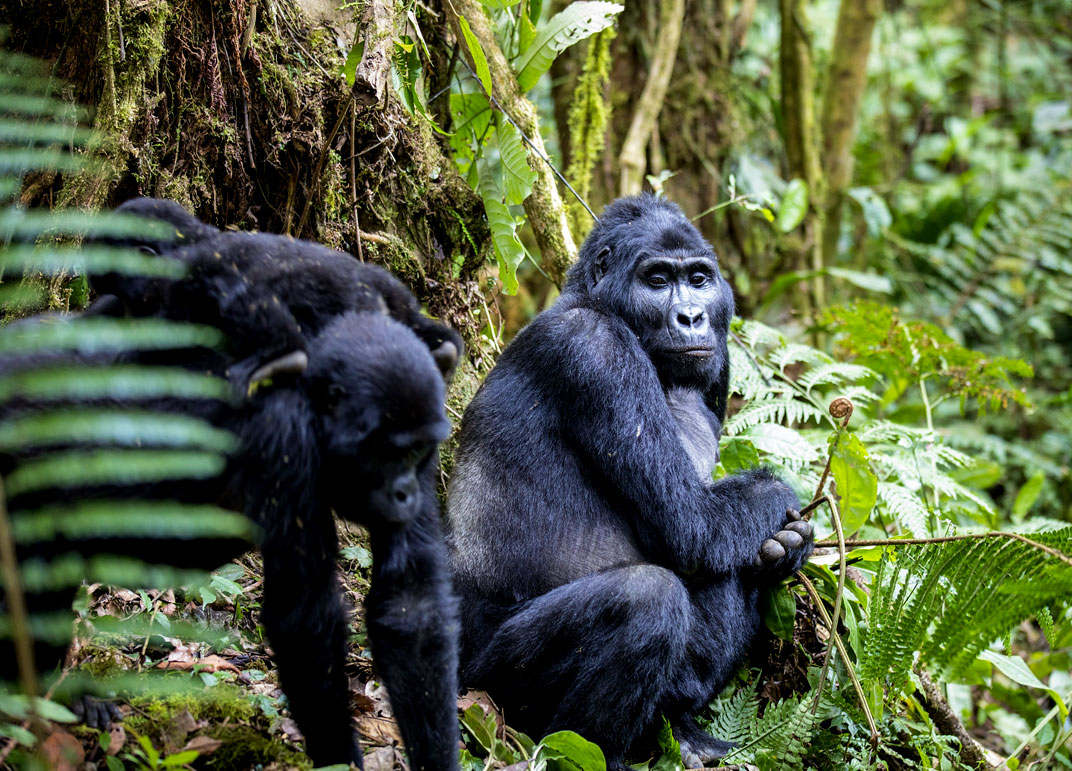 5-days-queen-elizabeth-and-gorilla-trekking-bwindi
