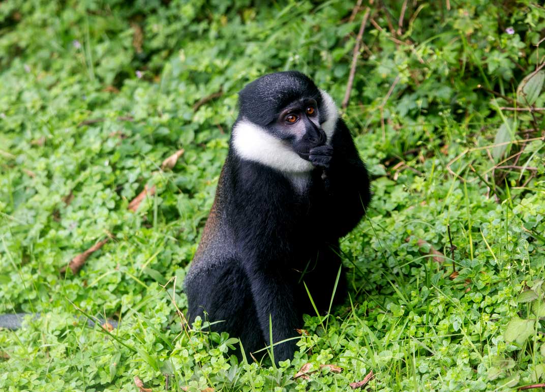 5-days-rwanda-primates-safari