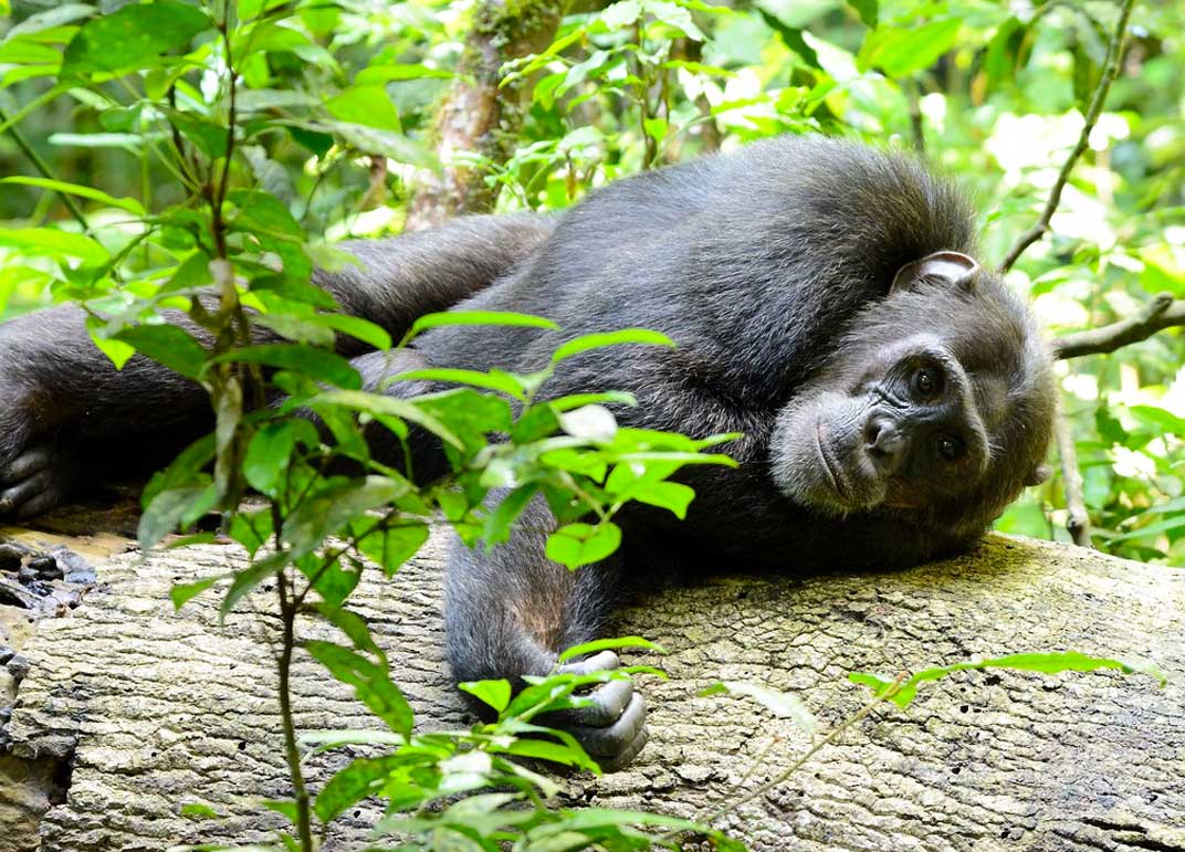 5-days-uganda-primates-safari