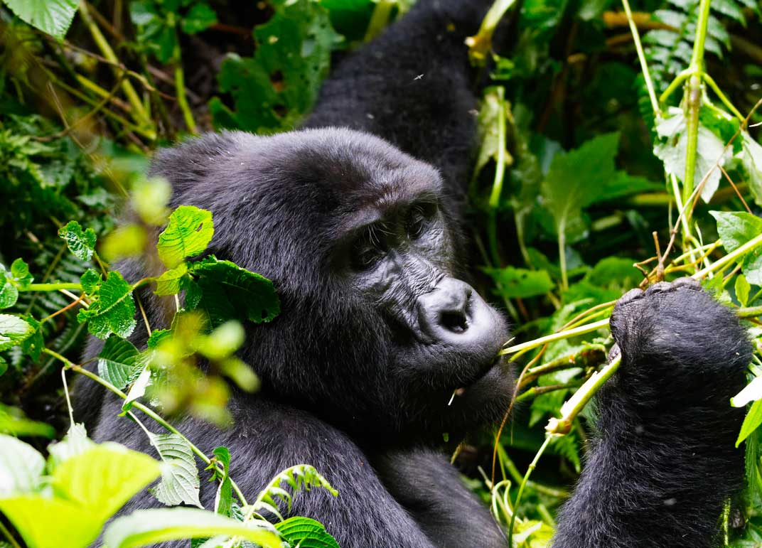 7-days-uganda-wildlife-and-gorilla-trekking-safari